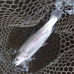 大安トラウトレイク 釣果